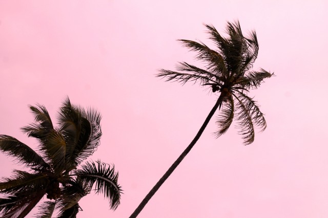 pink palms