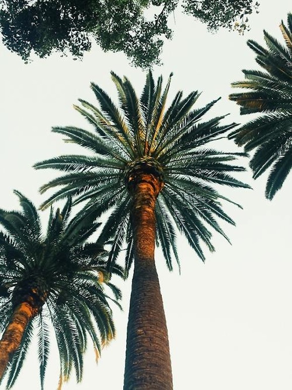 palmtrees