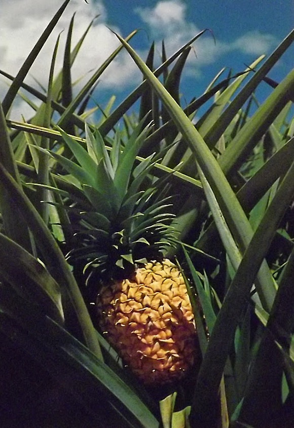 pineapple postcard