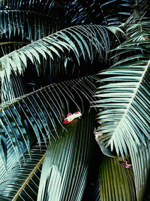 palmtree - Alishia Farnan