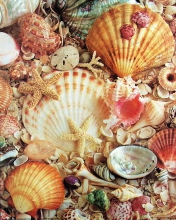 seashells