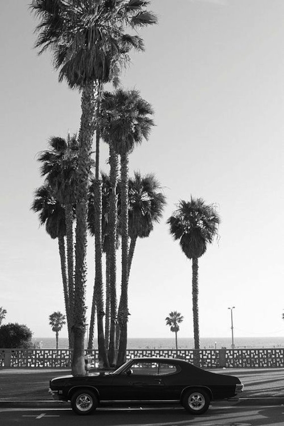 black and white car & palms