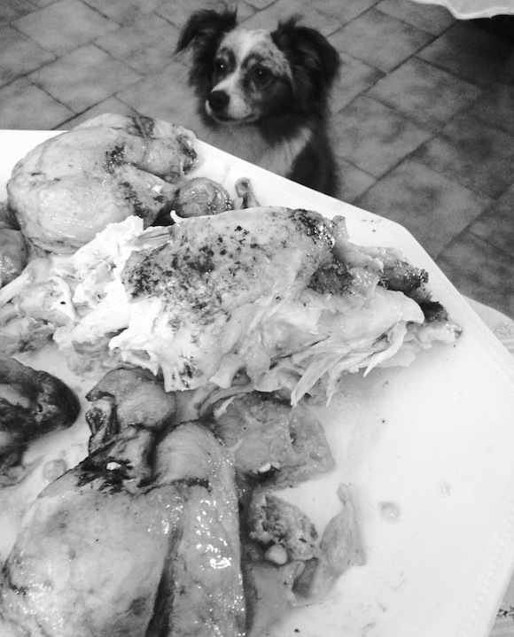 1hour photo dog & chicken