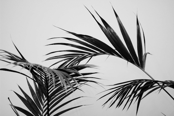 palms black and white