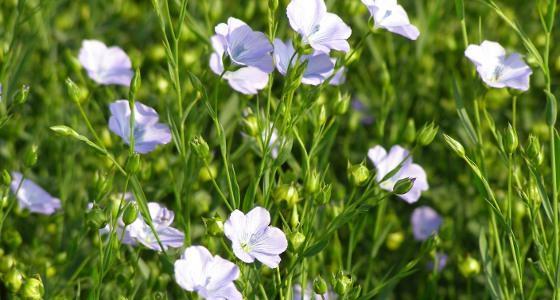 Fiches_2442012_158_650