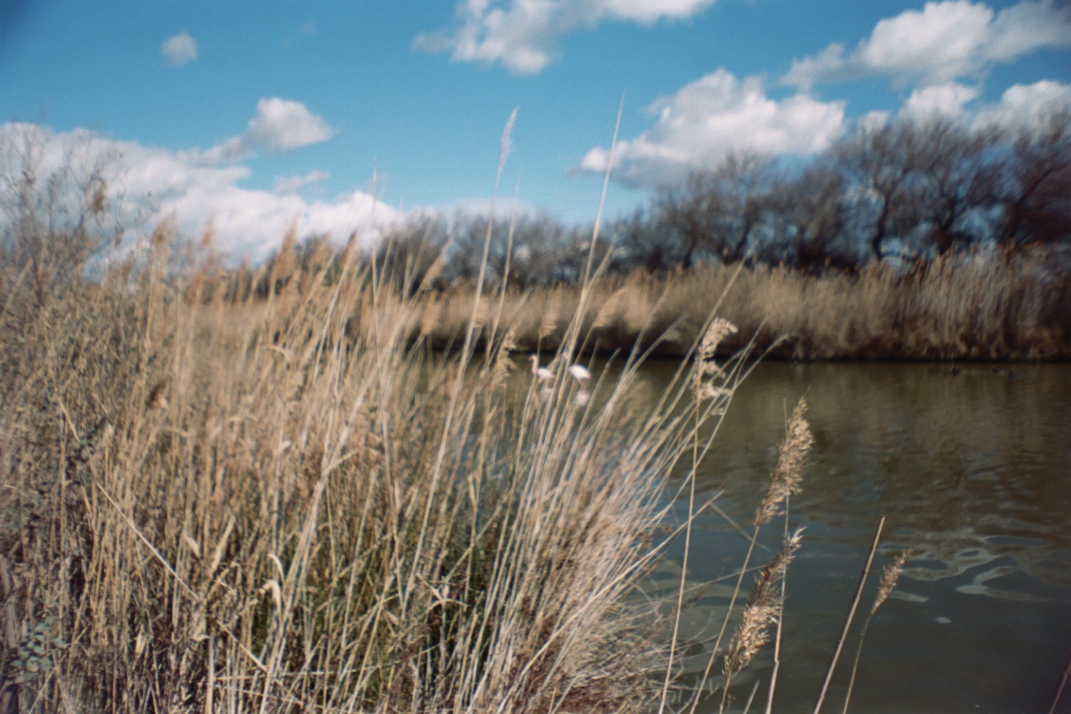 Camargue - Sardina Lomography x Kodak Portra 500