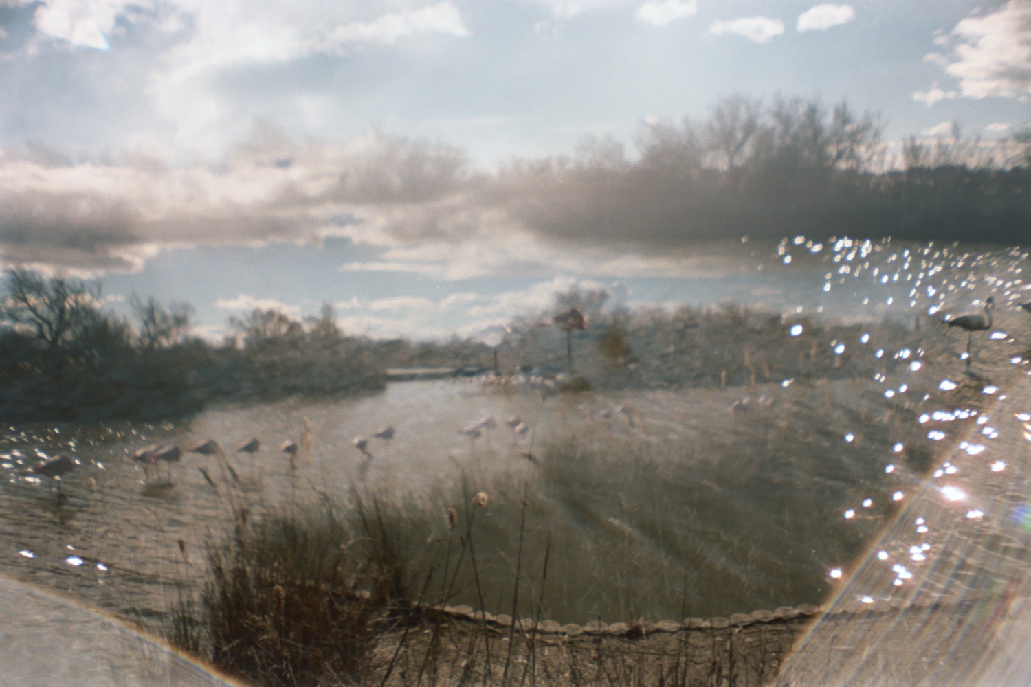 Flamingos / Camargue - Sardina Lomography x Kodak Portra 500