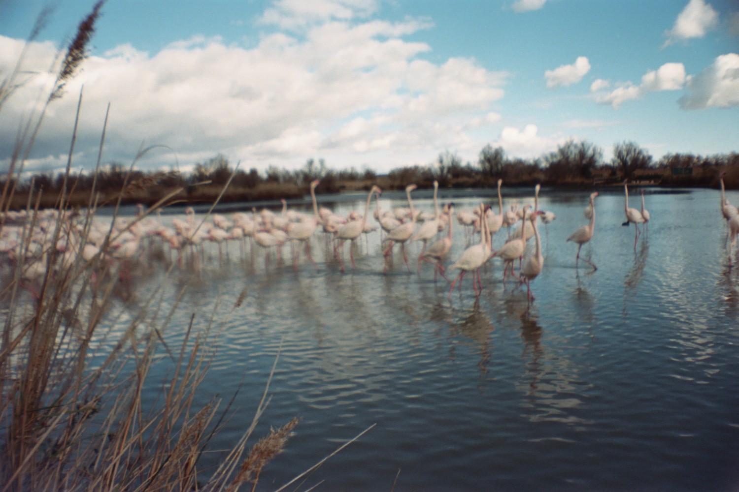 Flamingo / Camargue - Sardina Lomography x Kodak Portra 500