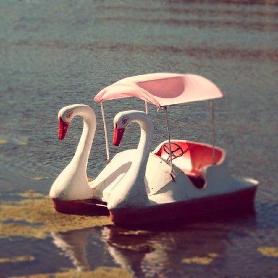 swan boats